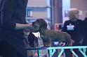 Crufts_dachshunds 096